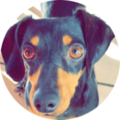 Julia Avatar